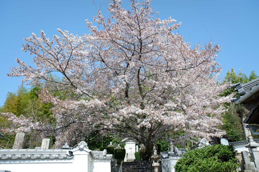 染井吉野桜(2)