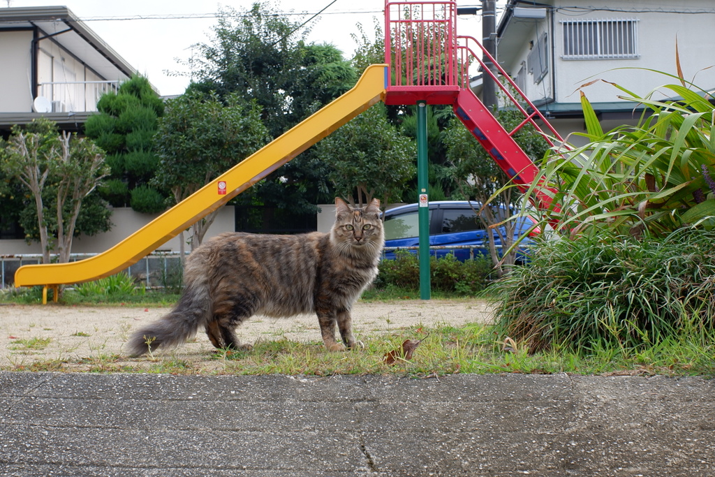 イケメンねっこ(A)