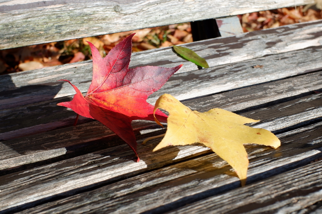 紅葉(01)2025-11-15