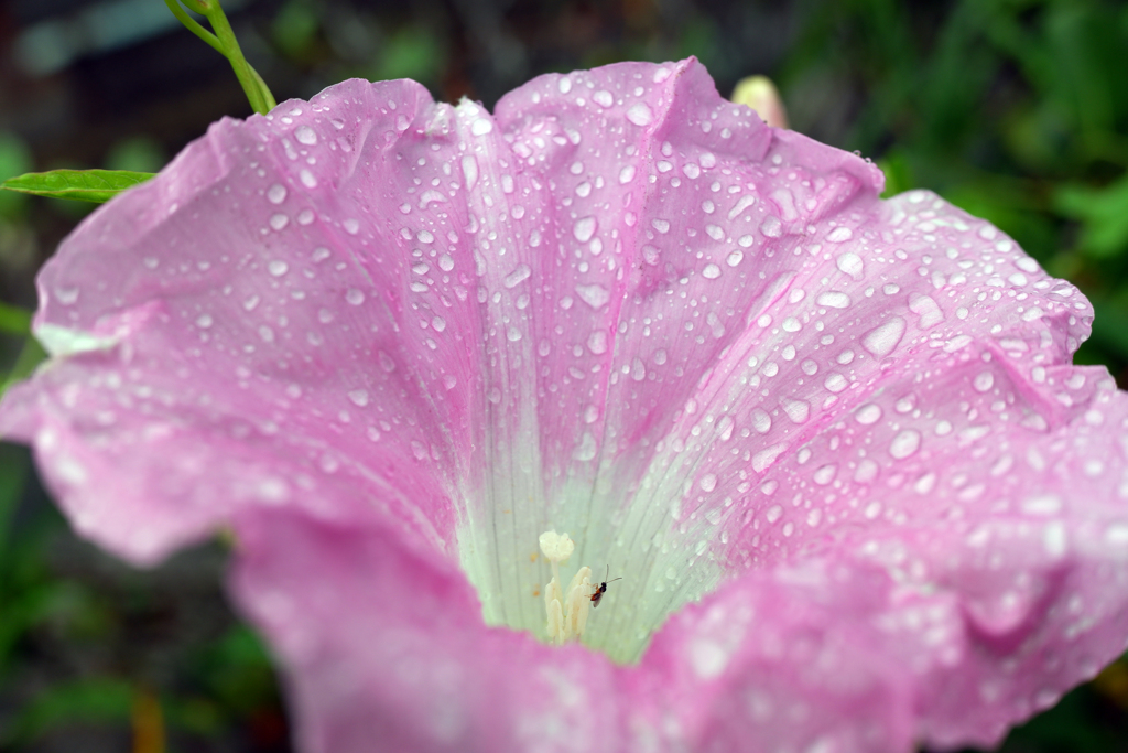 雨の中の朝顔(2)
