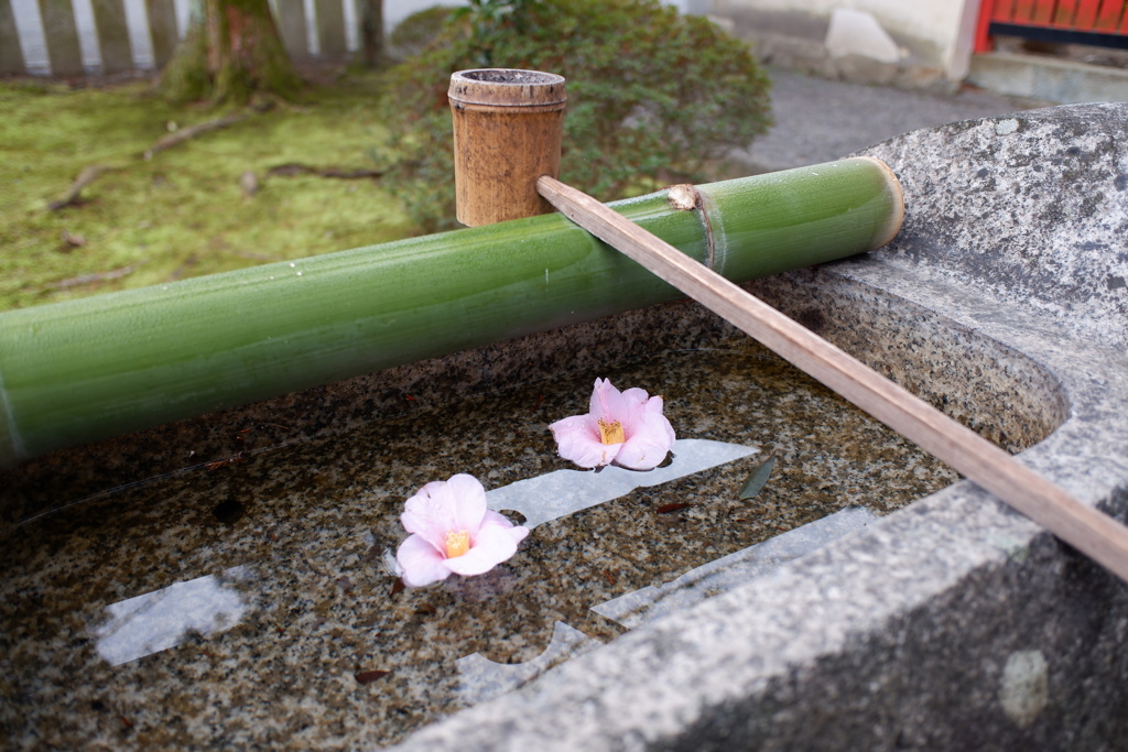 落ち椿