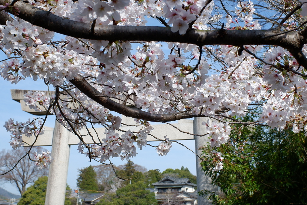 桜と神社(4)