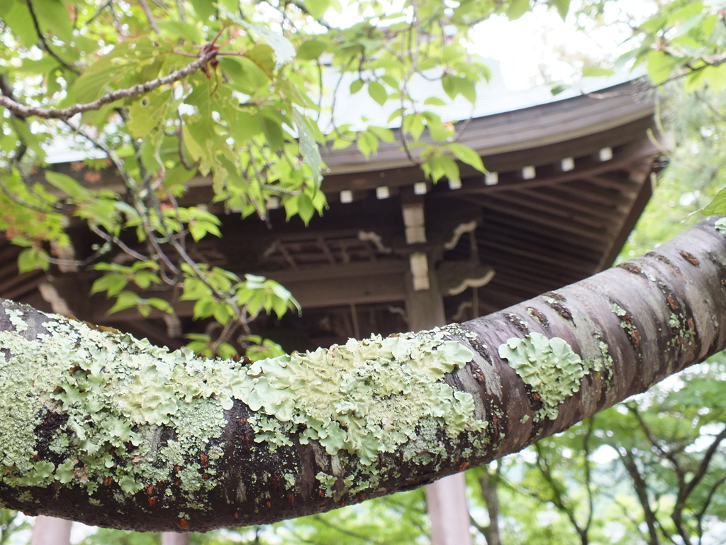 夏景　雨と苔