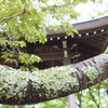 夏景　雨と苔