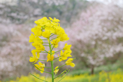 菜の花+エドヒガン01(2024-03-31)