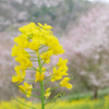 菜の花+エドヒガン01(2024-03-31)