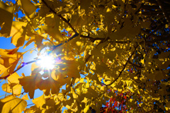 Autumn yellow