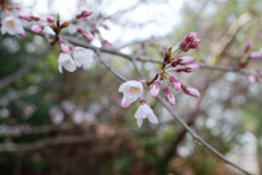 春景　初桜(1)