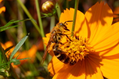 ミツバチ(2)
