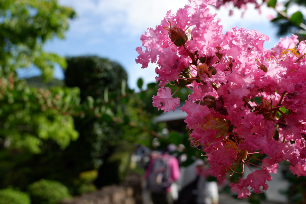 残暑　百日紅(サルスベリ)