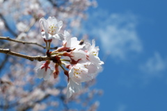 桜(4)