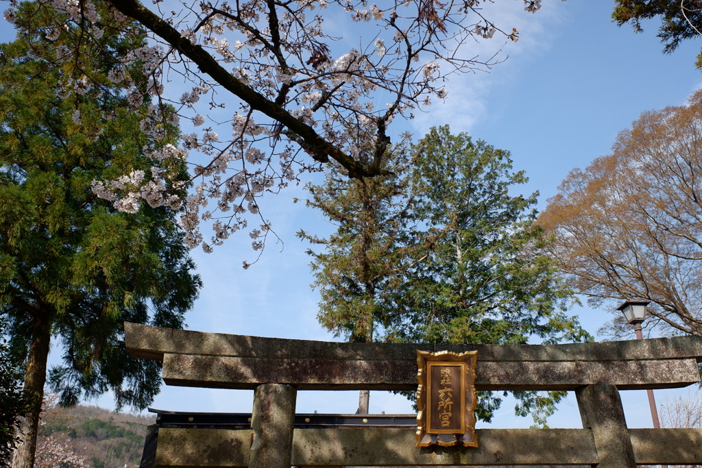 桜と神社(3)