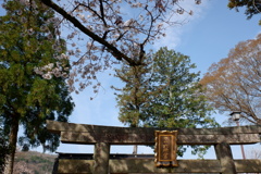 桜と神社(3)