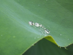 雨の雫