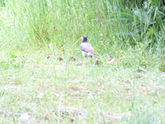 FUJIFILM HS20 EXR テスト撮影(16)