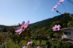 里山と秋桜