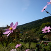 里山と秋桜
