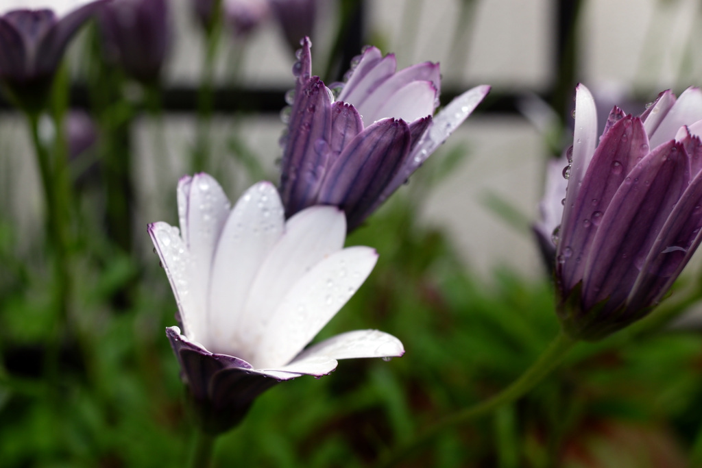 雨上がりの花達(2)