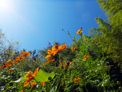 秋晴れとコスモス