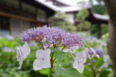 紫陽花04(2025-06-18)