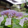 紫陽花04(2025-06-18)