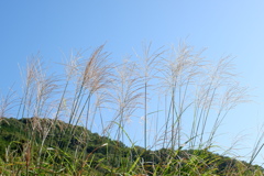 ススキ