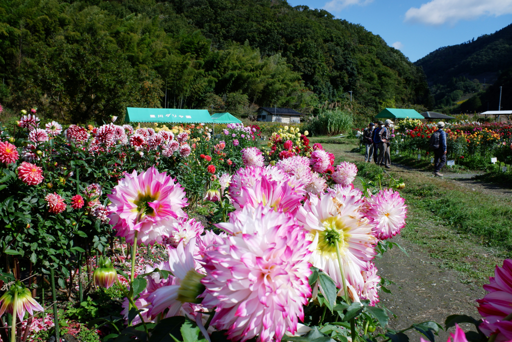 黒川ダリア園(11)