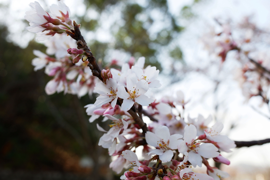 桜01(2024-03-30)