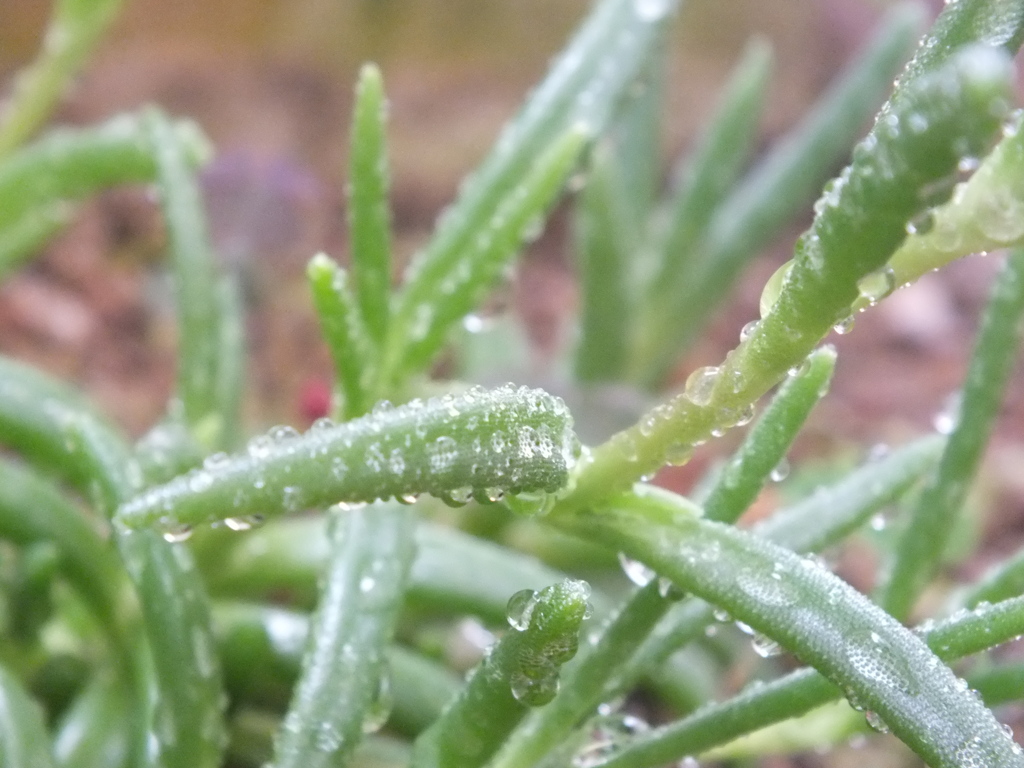 梅雨濡れのマツバギク