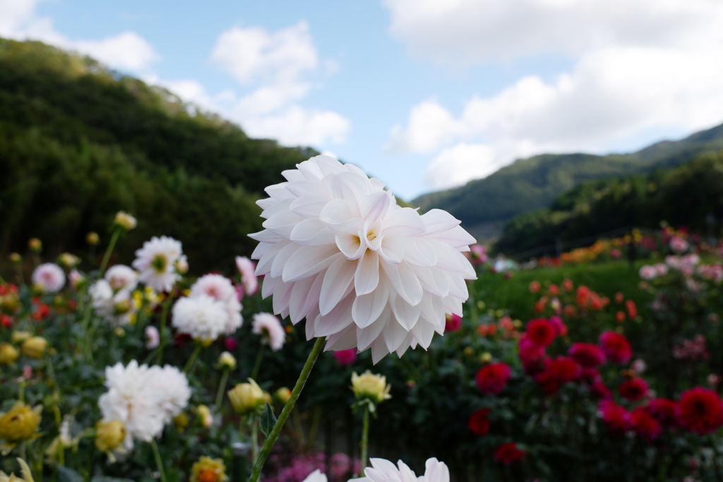 黒川ダリア園(1)