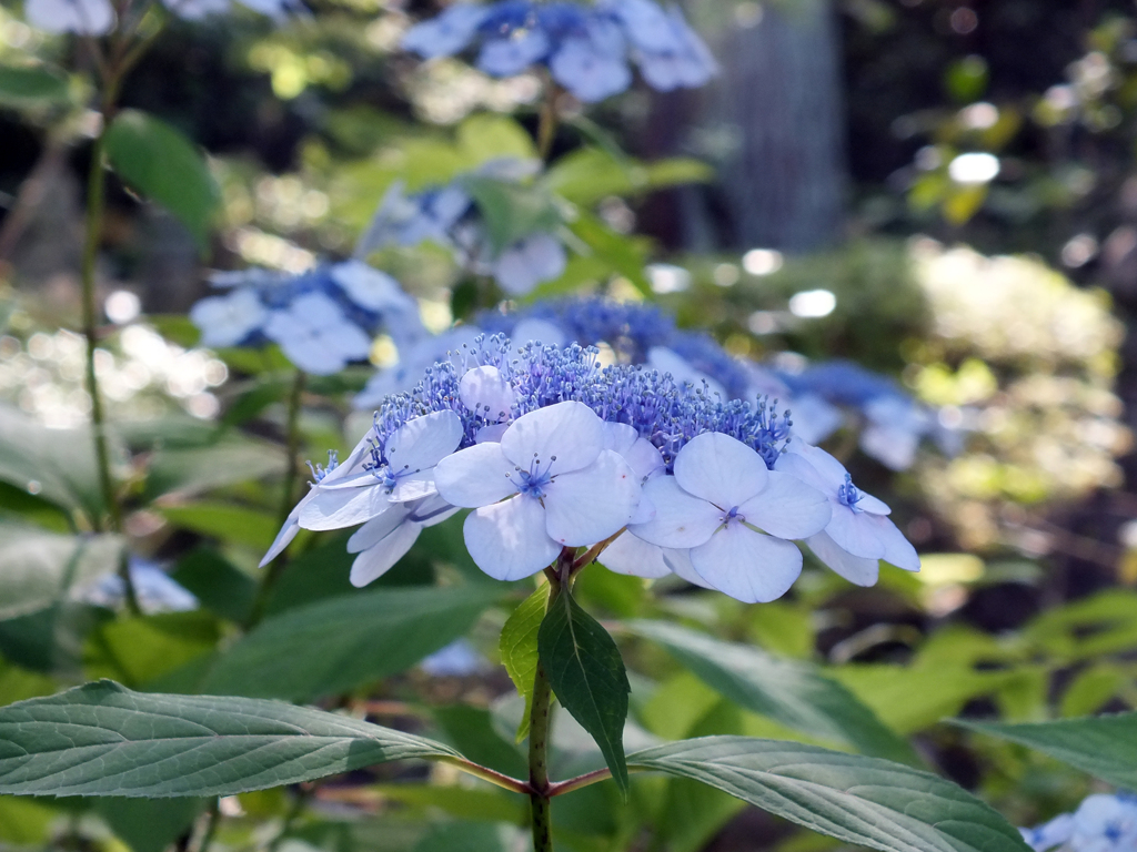 頼光寺の紫陽花(3)