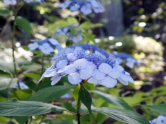頼光寺の紫陽花(3)