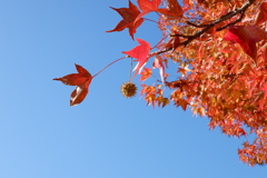 楓と秋晴れの空(2025-11-16)
