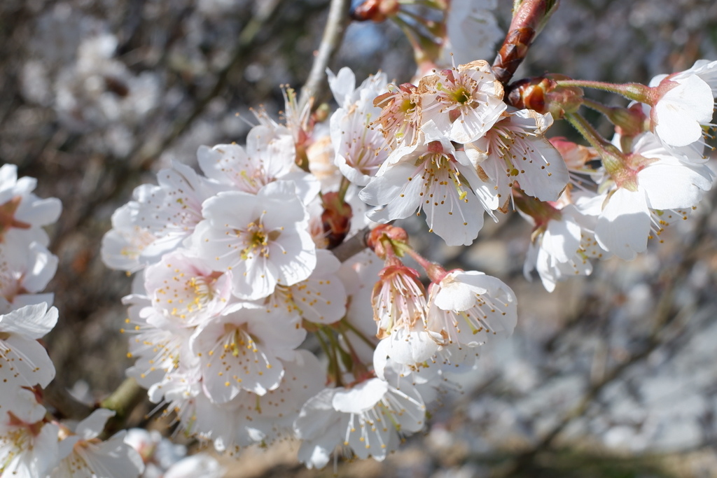 桜(2023)-02