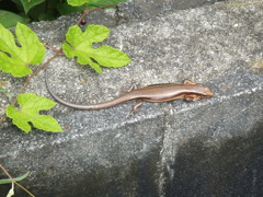 カナヘビ