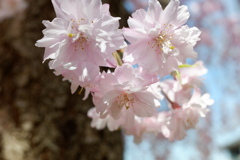枝垂桜(8)