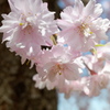 枝垂桜(8)
