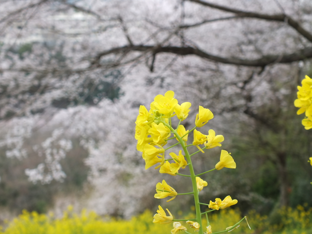 エドヒガンと菜の花(5)