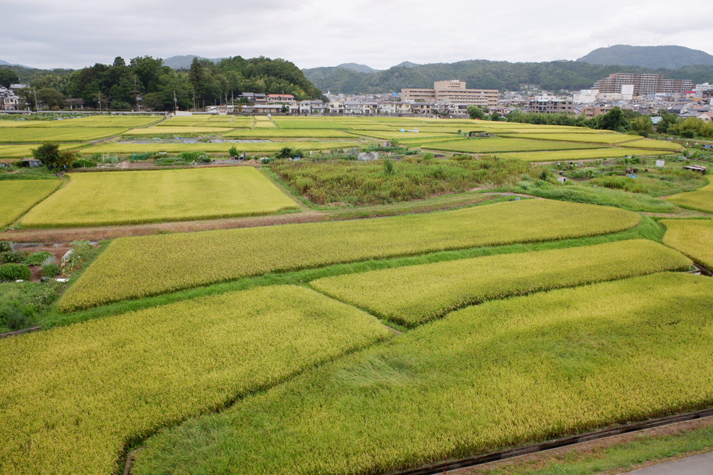 グラデーション