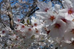 桜　エドヒガン11