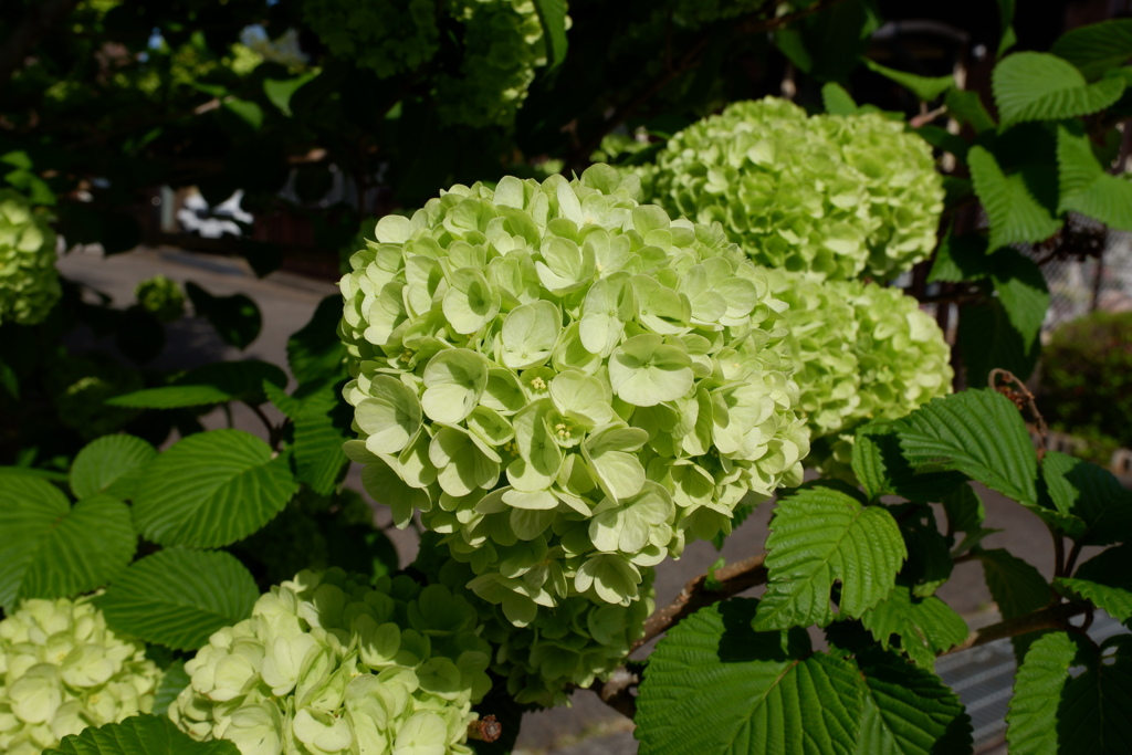 紫陽花(1)