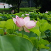蓮03(2025-07-12)