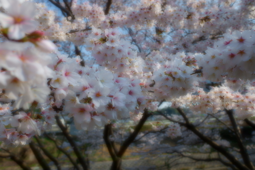 桜　エドヒガン07