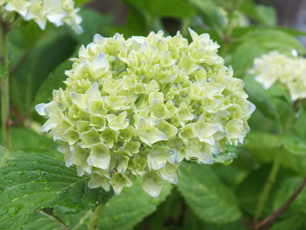 紫陽花