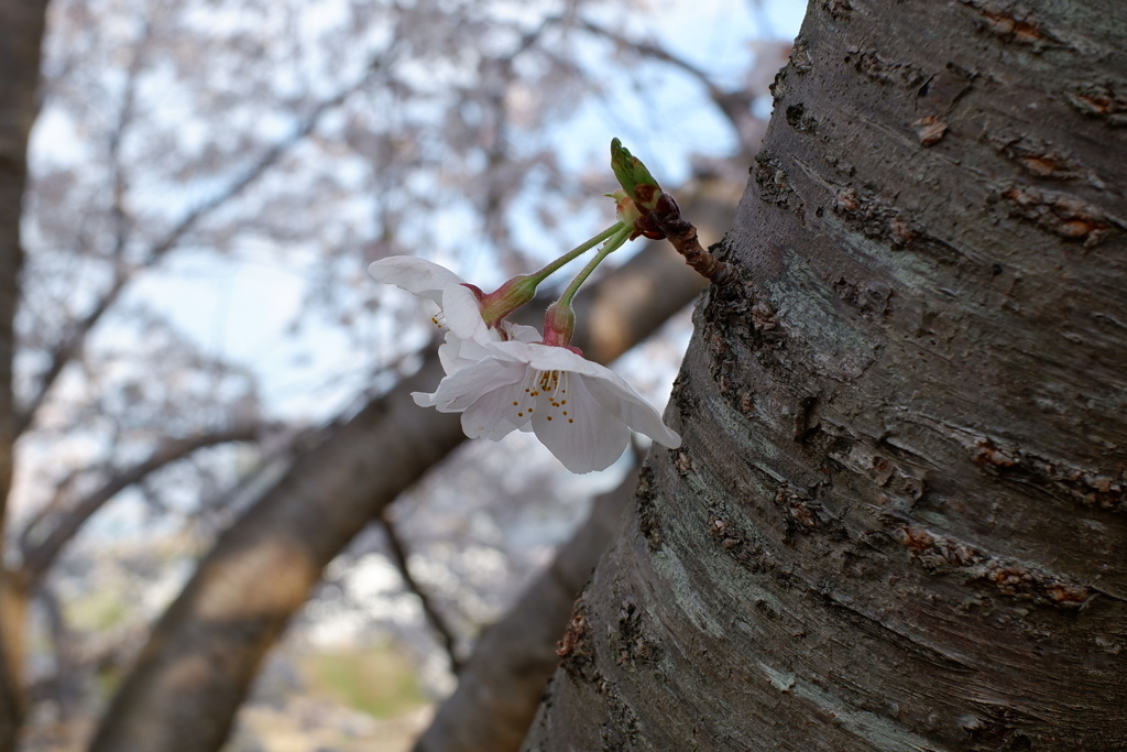 桜　エドヒガン09