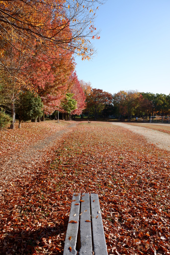 紅葉(02)2025-11-15