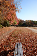 紅葉(02)2025-11-15