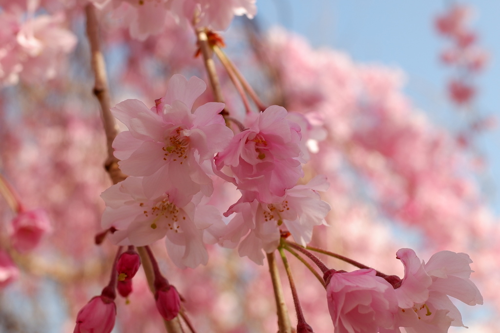 枝垂桜(2)