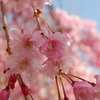枝垂桜(2)