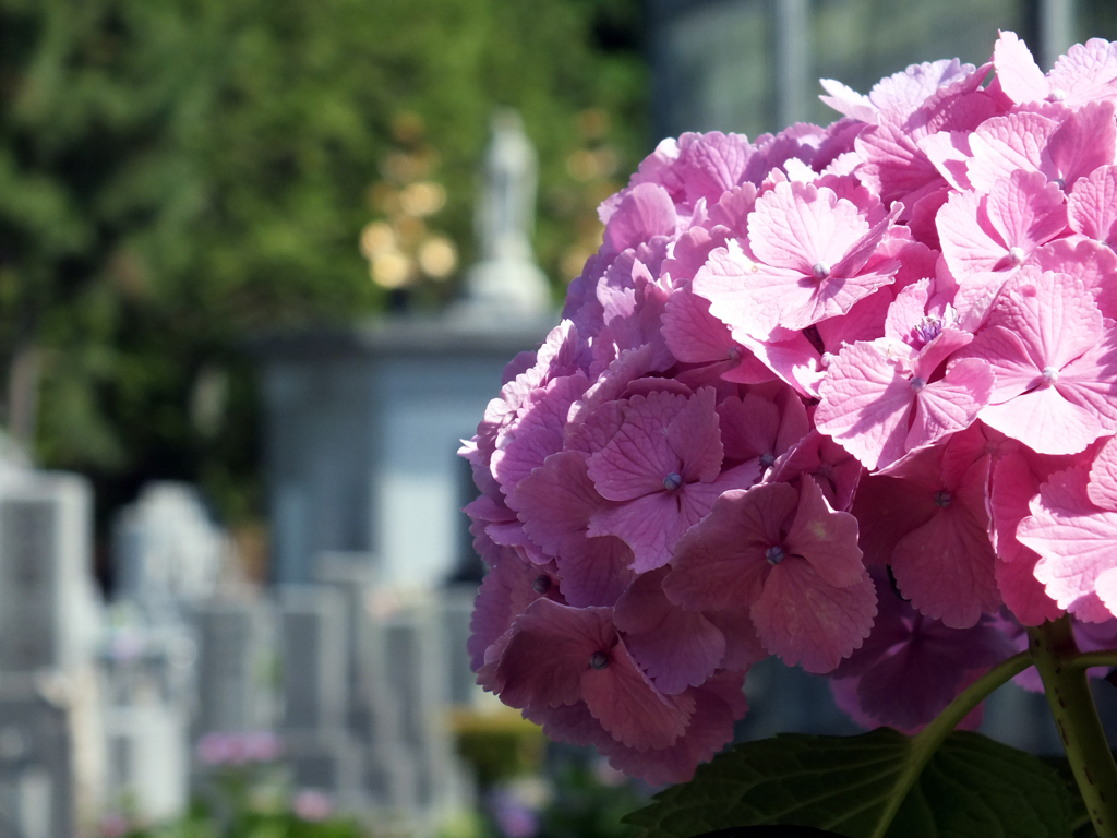 頼光寺の紫陽花(5)